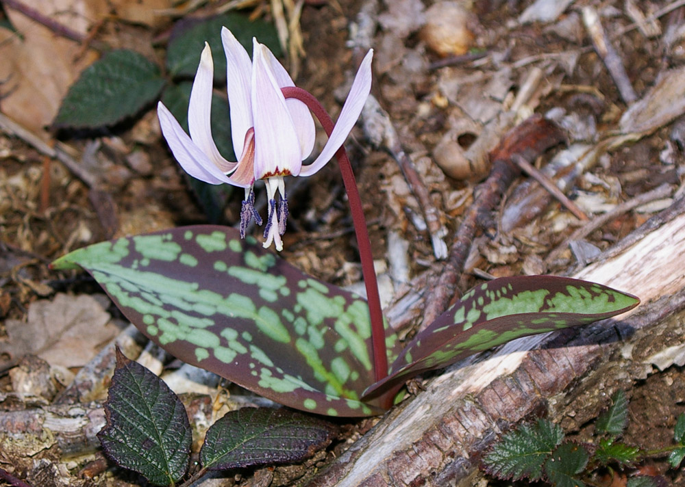 Erythronium dens-canis / Dente di cane